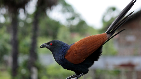 Greater coucal eat snails