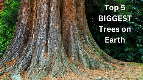 "Unveiling the Mysteries of the World's Five Largest Trees!"