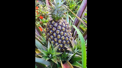 Homestead Pineapples, Solar, and Garden Projects
