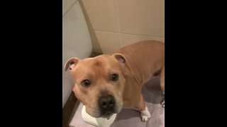 Pup helps fetch toilet paper for owner
