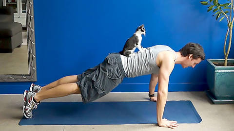 How to exercise with your cats