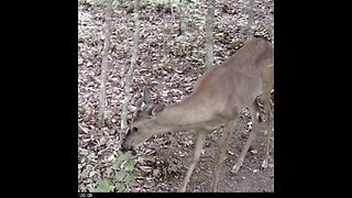 Buck in Velvet 5-19-2023