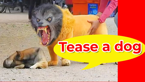 Let's see what happens when we tease a dog with a fake lion.
