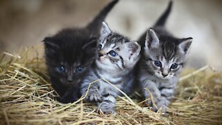 Adorable Funny Kitten Fighting With Each Other - So Cute Kitten