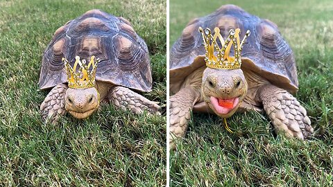 King tortoise enjoys red peppers in crown