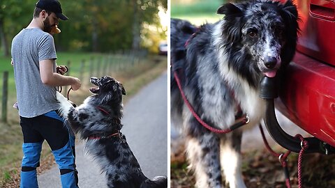 Trained dog helps his owner while he carries his child