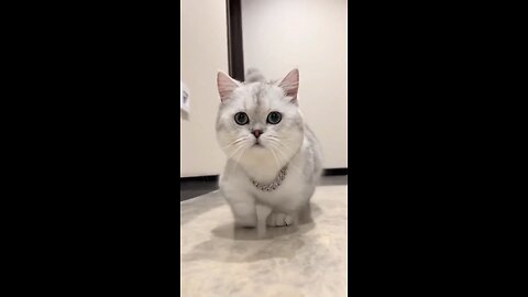 Cute Cat Walking Like a Don😇🫡