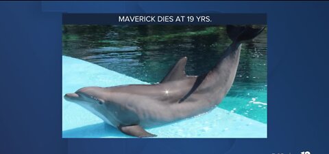 Mirage Secret Garden dolphin dead after lung infection battle