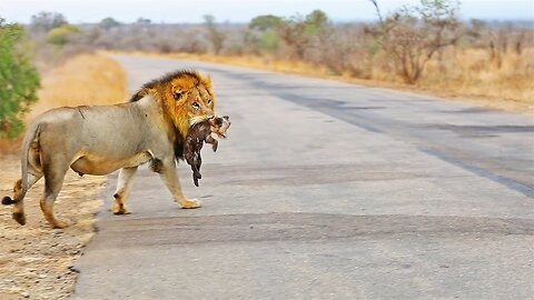 Male Lion Finds a Tiny Abandoned Hyena on Road