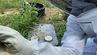 Colony in water meter box 🐝🐝🐝