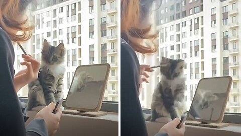 Cat Wants Her Owner's Attention While She's Doing Her Make Up