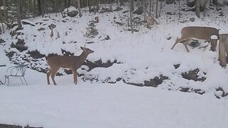 Buck on the property