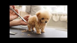 A very small puppy grooming for the first time at 3 months of age🥹🥺🥺