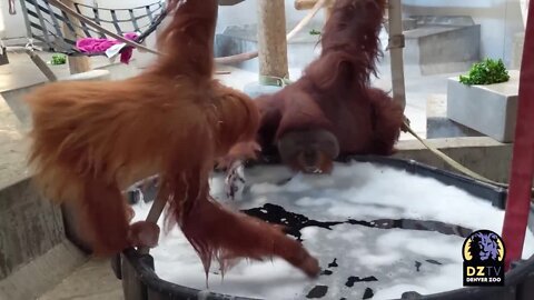 Orangutans Hesty and Berani Get a Bubble Bath