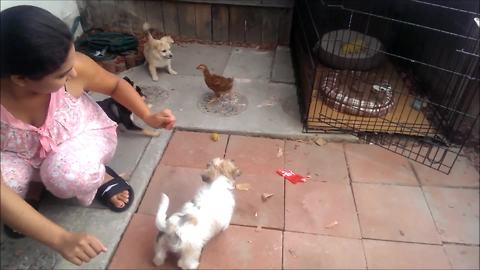 Young chicken adorably takes on 4 puppies