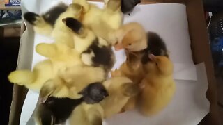 Ducklings and Chicks a couple of days old 8th August 2021