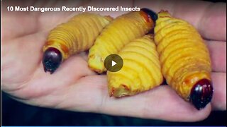 The 10 most dangerous discovered insects