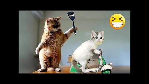 New Funny Funniest Cats And Dogs Competition😂 || @BPF34 ANIMAL VIDEO