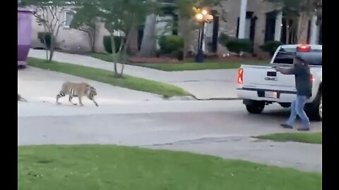 Someone's Pet Tiger Got Loose in Houston