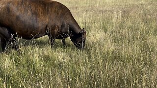 Rotational Grazing: June in Western Oregon