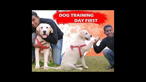 Labrador Puppy Training - Day 1st || Training Session For Beginners in Hindi || ALEXA THE LABRADOR