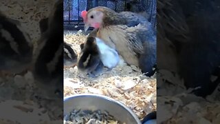 Newborn chicks!