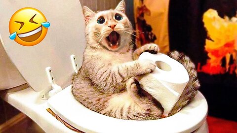 "New Funny Cats 😹 - Unbelievable Laughs Await with Silliest Creature on Earth 😂"