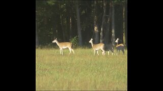 herd of some nice deer