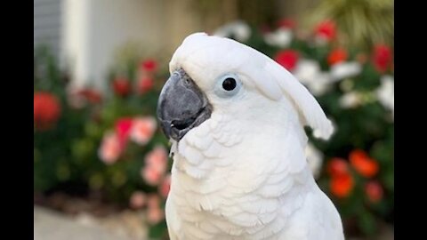 white cockatoo