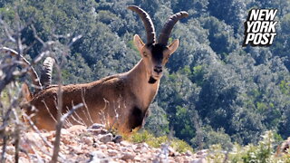 Wild goat pushes woman off a cliff, knocks terrified friend unconscious in unexpected rampage