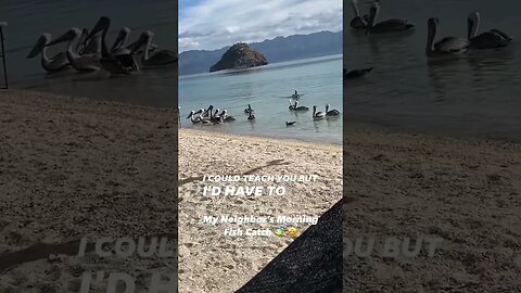 Pelicans Lining Up for Fish Catch 🐠🤩❤️