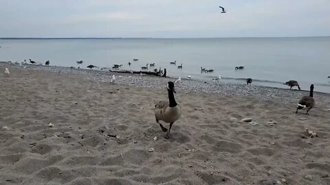 GEESE AT THE BEACH
