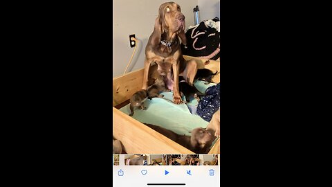 Bloodhound has problem feeding so many puppies