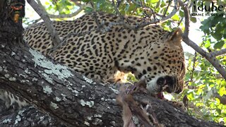 Dewane Male Leopard Scavenging On An Impala