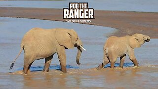 Elephants Crossing The Ewaso Nyiro River | Buffalo Springs | Zebra Plains On Tour