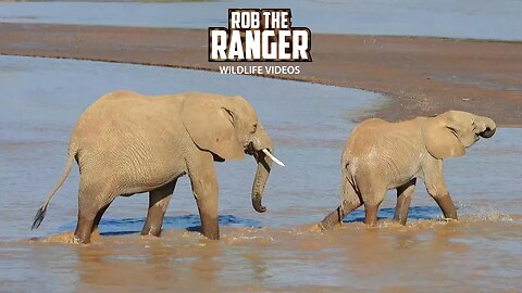 Elephants Crossing The Ewaso Nyiro River | Buffalo Springs | Zebra Plains On Tour