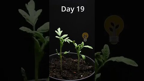 Growing seeds tomatos 83days timelapse #shorts #fypシ
