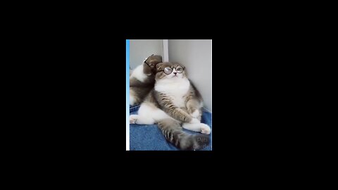 #salauddinhobby #hobby #funny OMG So Cute | Funniest Cats And cat #3 🐱🐶