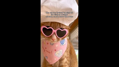 Coooking cat #cat #cook #pasta #hot