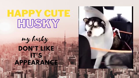 Happy cute Husky, My dog don't like its appearance