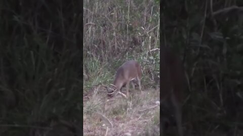Deer KILL SHOT Part 1!
