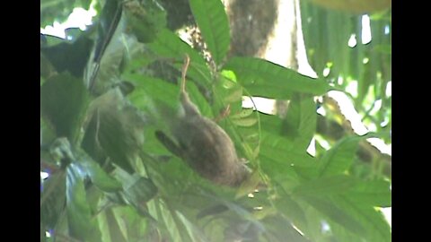 bird world, Yellow-billed babbler