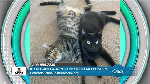 Donate, Volunteer, Adopt // Colorado Feline Rescue