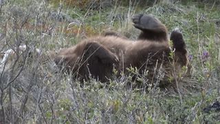 Lazy Bear Loves To Scratch