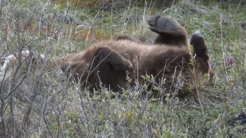 Lazy Bear Loves To Scratch