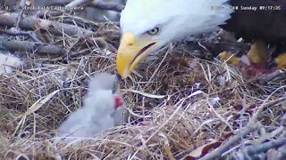 Eaglet feeding at USS nest 4/10/2022