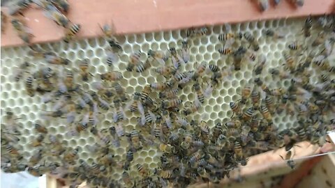 Enxame de abelhas capturado 24 horas Depois