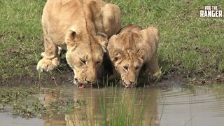 Topi Plains Pride | Lions Of The Maasai Mara | Zebra Plains