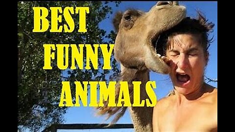 Animals Funny Moments