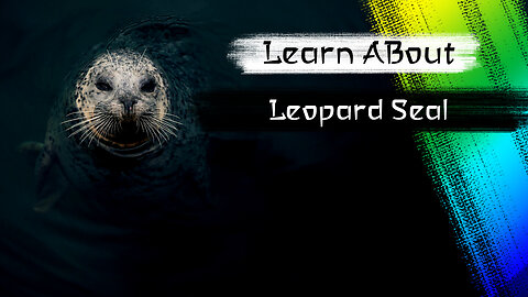 Leopard Seal One Of The Cutest But Dangerous Animals In The World